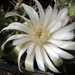 DSC05948Gymnocalycium friedrichii