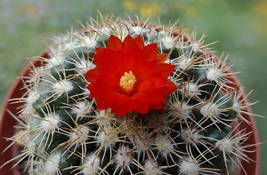 DSC06034Parodia mairanana