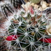 DSC06042Mammillaria marcosii