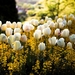 spring-park-white-tulip-flowers-1080P-wallpaper