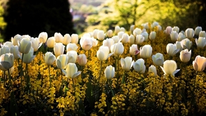 spring-park-white-tulip-flowers-1080P-wallpaper