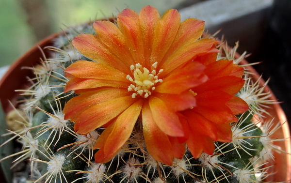 DSC06067Parodia mairanana