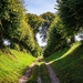 781449-landscapes-nature-paths-summer-trees