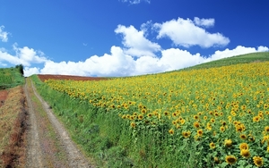 Nature_Fields_Sunflower_Field_005798_
