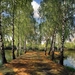 summer-pond-park-birch-landscape-1031194
