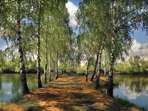 summer-pond-park-birch-landscape-1031194