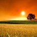 ws_Corn_Field_Sunset_Grass_Trees_1920x1080