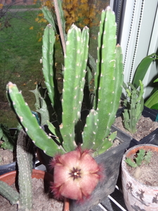 Stapelia hirsuta