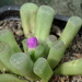 DSC06163Frithia pulchra