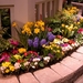 flowers-garden-pictures-ideas-lovely-flowers-garden-pictures-idea