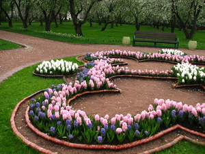 Hyacinthus_(in_a_flowerbed)_02