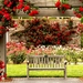 nature-rose-garden-hd-wallpaper-full-pics-bench-flowers-roses-flo