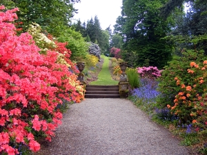 tree-path-grass-blossom-plant-lawn-flower-steps-autumn-backyard-b