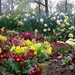 trees-flowers-garden-park-tulips-flower-plant-tulip-flora-land-bo