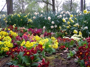 trees-flowers-garden-park-tulips-flower-plant-tulip-flora-land-bo