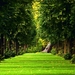 586_beautiful-green-path-in-the-forest-hd-nature-wallpaper-5120x3