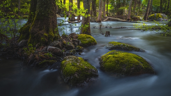Forest-trees-stream-stones-moss_1920x1080