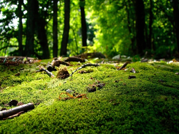 Moss-grass-forest-nature-scenery_1920x1440