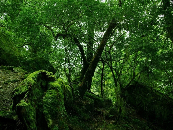 moss-rainforest-1440x1080-wallpaper