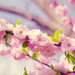 Spring-Pink-Flowers-2880x1920