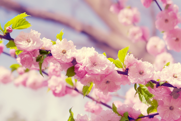 Spring-Pink-Flowers-2880x1920