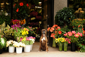 cool-new-york-florist-flowers-by-philip-new-york-florist-flower-d