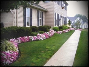 simple-front-lawn-and-concrete-walkway-using-purple-flower-garden