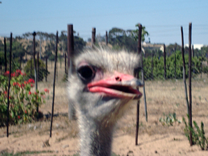 struisvogel mannetje met rode snavel