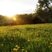 1370213145_spring_meadow-the_magnificent_natural_scenery_wallpape