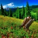 hdr-photography-forests-grass-meadows-1440x1080-wallpaper
