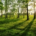 nature-trees-grass-sunlight-1400x1050-wallpaper