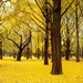 autumn-yellow-world-ginkgo-trees-japan-fhd-wallpaper-1280x720
