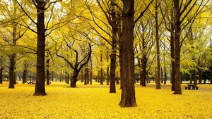 autumn-yellow-world-ginkgo-trees-japan-fhd-wallpaper-1280x720