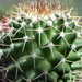 DSC06291Mammillaria polythele