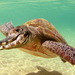 krokoschildpad