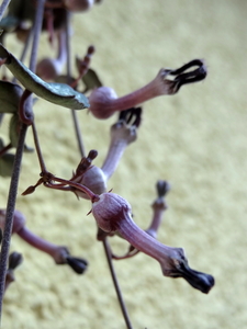 Echidnopsis cereiformis var. brunnea