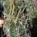DSC01953Thelocactus bicolor bolasis