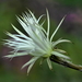 DSC_9141Setiechinopsis mirabilis