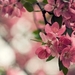 289256-cherry-blossom-wallpaper-1920x1080-meizu