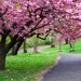533194-amazing-cherry-blossom-desktop-background-2560x1600