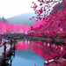 cherry-blossom-wallpapers-dowload