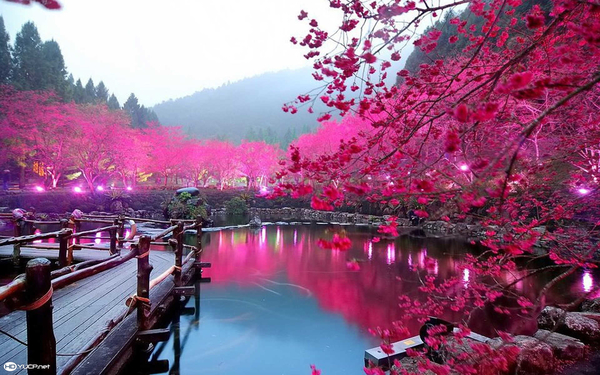 cherry-blossom-wallpapers-dowload