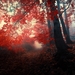 Red-Forest-HD-Wallpaper-25831
