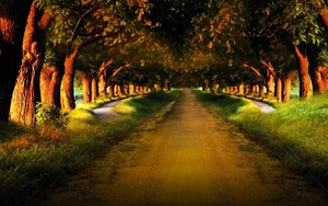 trees-road-path-trail-hd-1080P-wallpaper