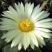 DSC06472Astrophytum myriostigma f. nudum