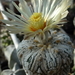 DSC06474Astrophytum asterias 'Superkabuto'