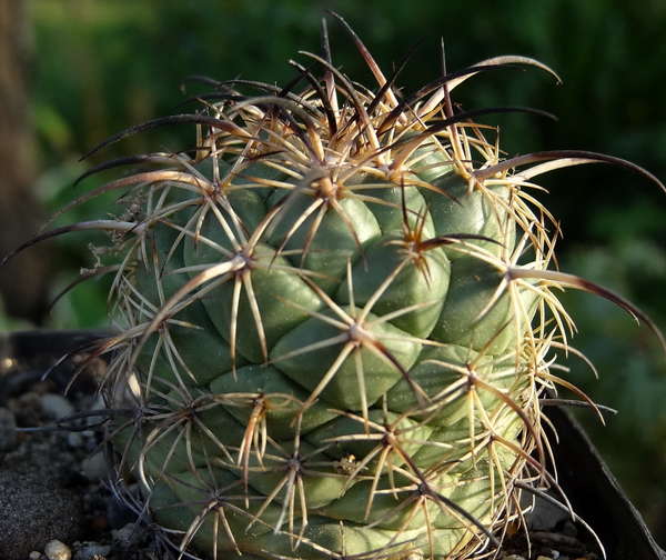 DSC06511Coryphantha longicornis