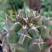 DSC06519Thelocactus conothelos ssp. flavus HK 362