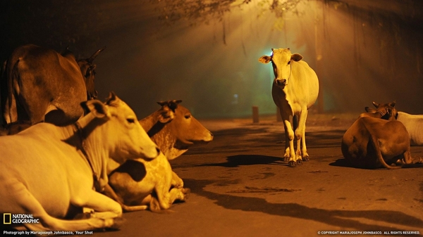 Cows_India_-National_Geographic_wallpaper_1366x768