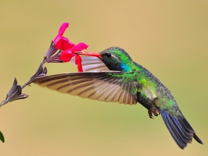 Hummingbird-Download